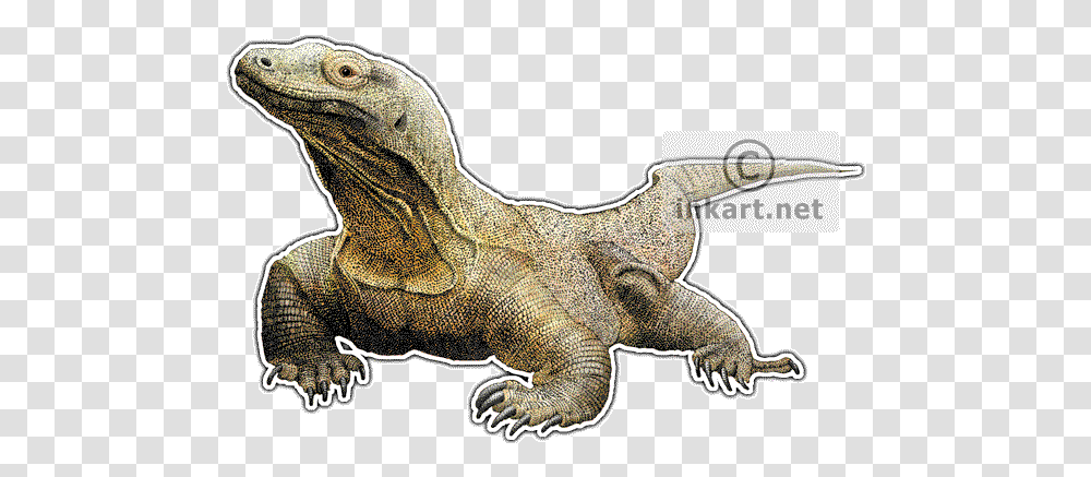 Komodo Dragon Varanus Komodoensis Line Art And Full Color Komodo Dragon Art, Lizard, Reptile, Animal, Iguana Transparent Png
