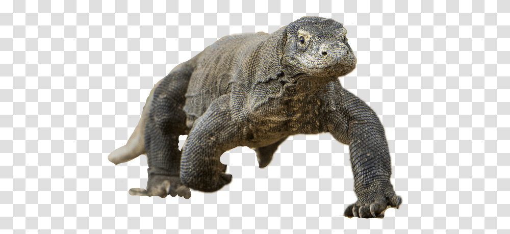 Komododragon Komodo Dragon, Reptile, Animal, Lizard Transparent Png