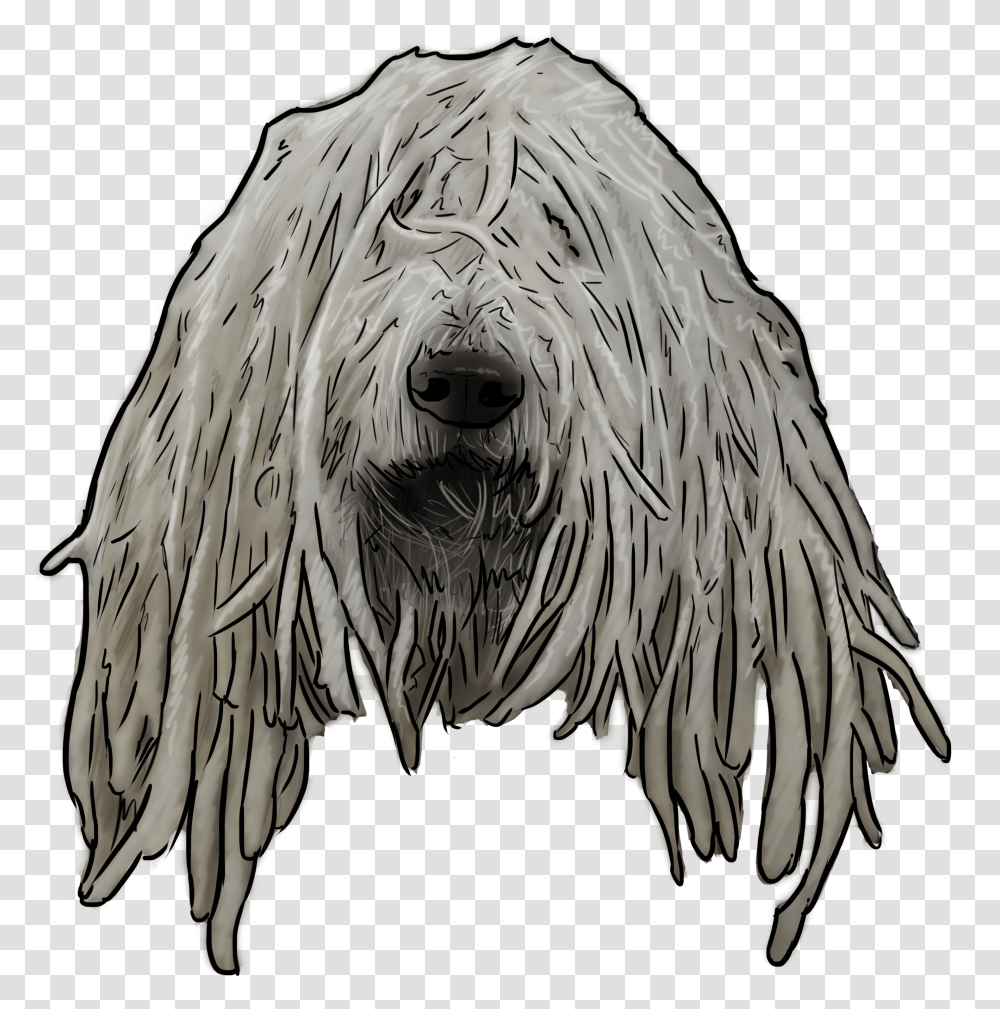 Komondor, Terrier, Dog, Pet, Canine Transparent Png