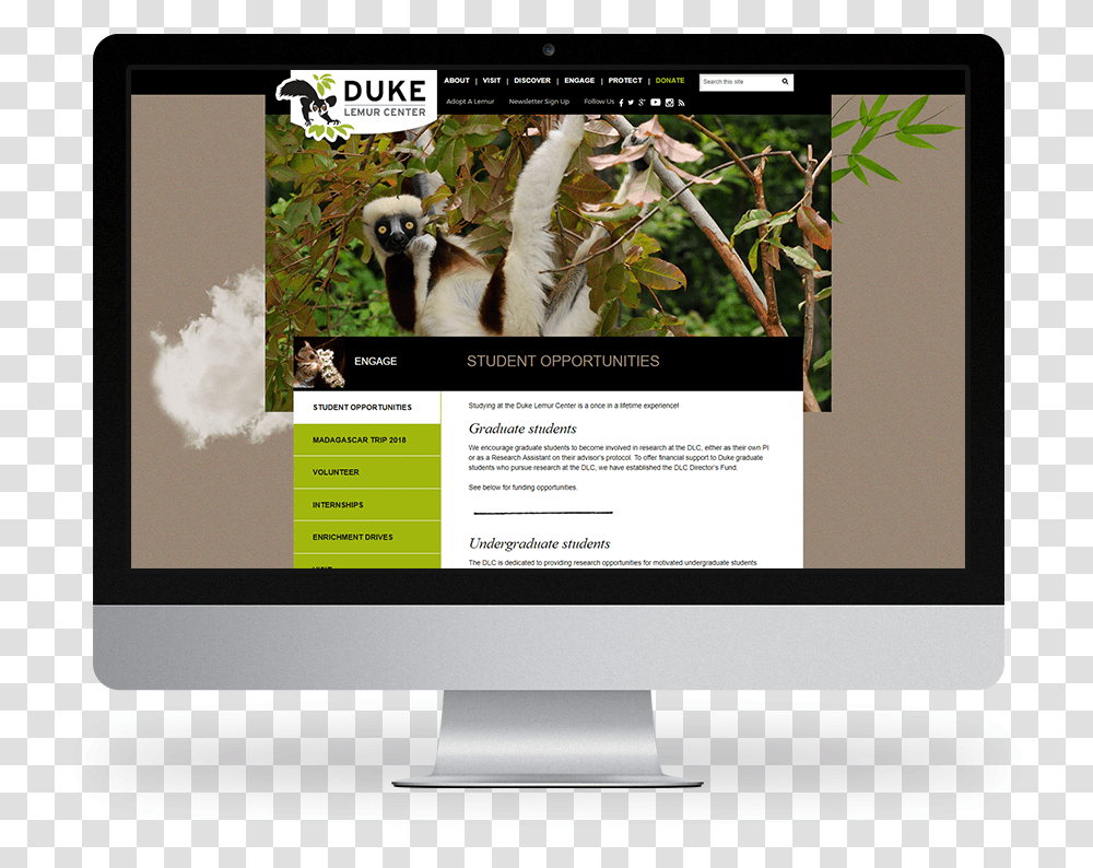 Kompleks Web Design Duke University Lemur Center Computer Monitor, Screen, Electronics, File, Webpage Transparent Png