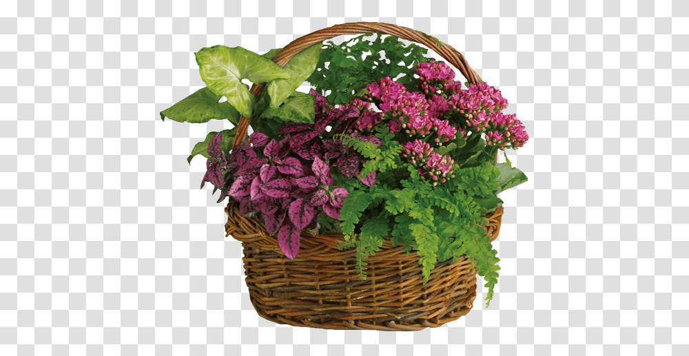 Kompozycje W Koszach Z Kwiatw Doniczkowych, Plant, Basket, Flower, Flower Arrangement Transparent Png