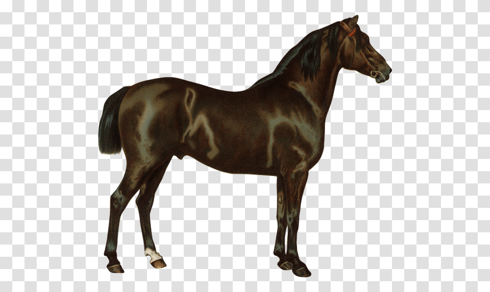 Kon Skakovaya Loshad Parnokopitnie Horse Racehorse Render Caballo, Mammal, Animal, Colt Horse, Foal Transparent Png