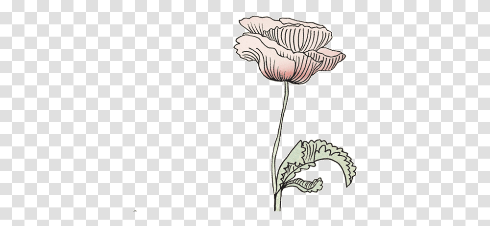 Konges Sl Jd Official Flower Drawing Gif, Plant, Blossom, Bird, Animal Transparent Png