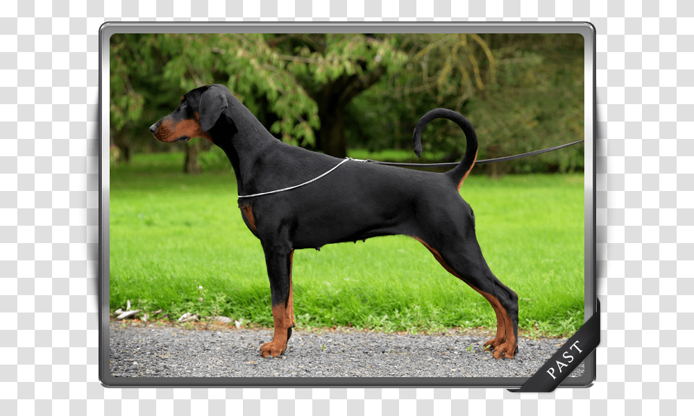 Korifey Dobermanns Our Past Female Korifey Envy Dobermann, Dog, Pet, Canine, Animal Transparent Png