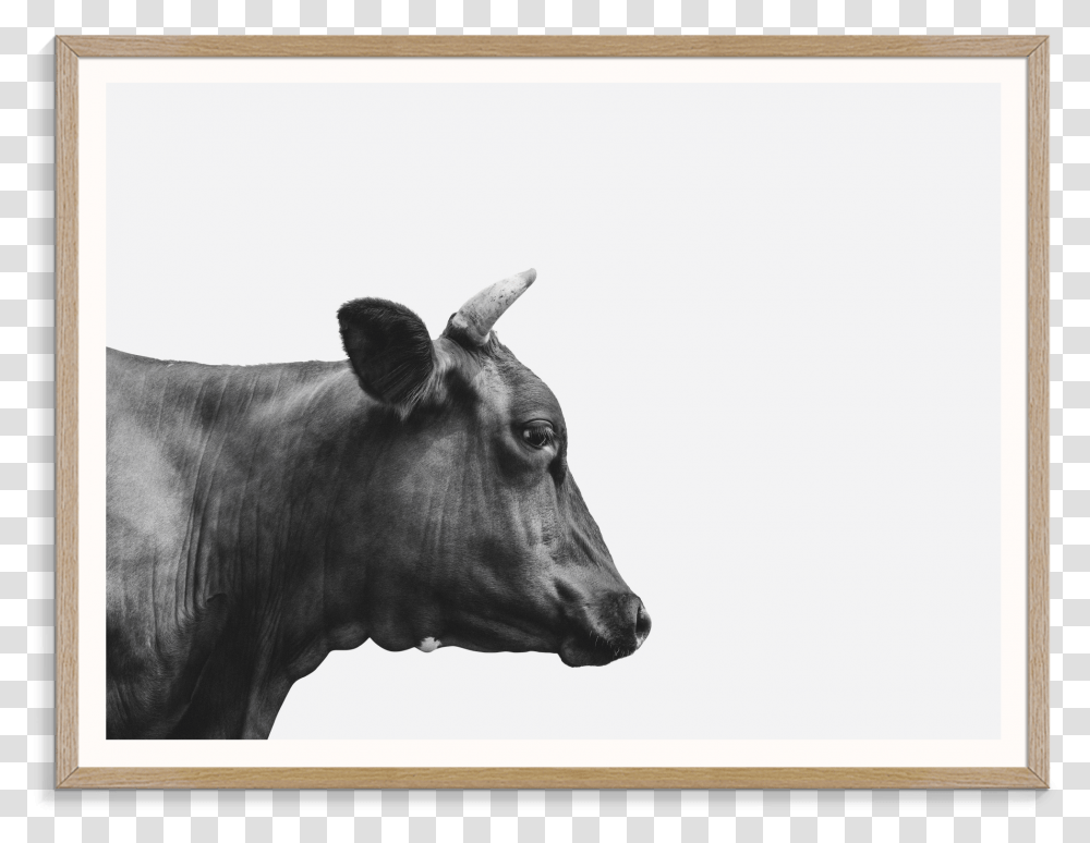 Korova Golova, Cow, Cattle, Mammal, Animal Transparent Png