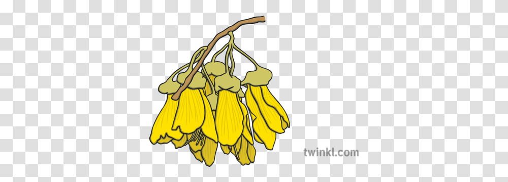 Kowhai Flowers Illustration Twinkl Kowhai Flower Illustration, Annonaceae, Tree, Plant, Blossom Transparent Png