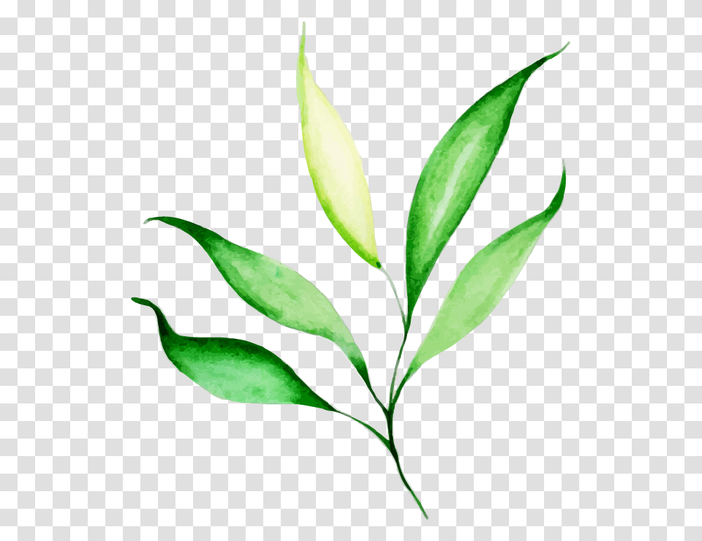 Krasivie Foto S Listyami, Leaf, Plant, Green, Green Tea Transparent Png