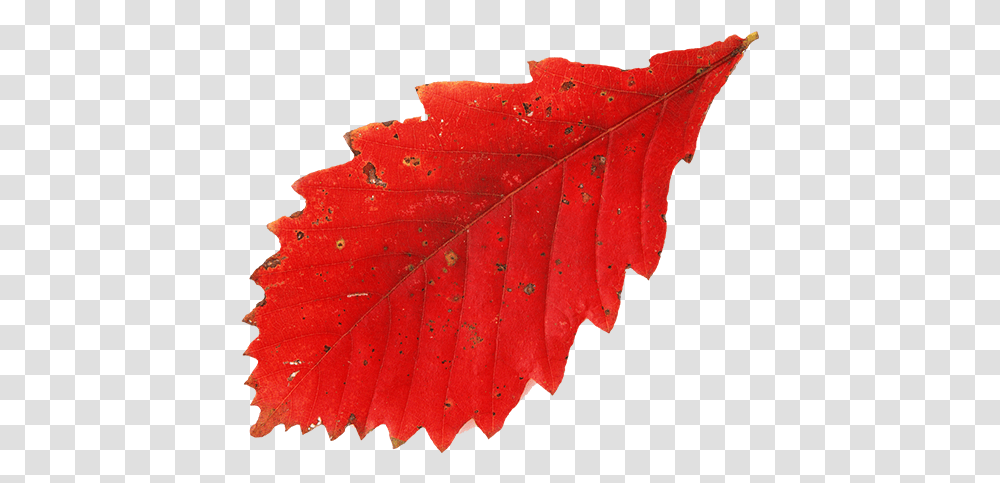 Krasnij List Duba Osen Osennie Listya Red Leaf Leaf, Plant, Tree, Veins, Maple Leaf Transparent Png