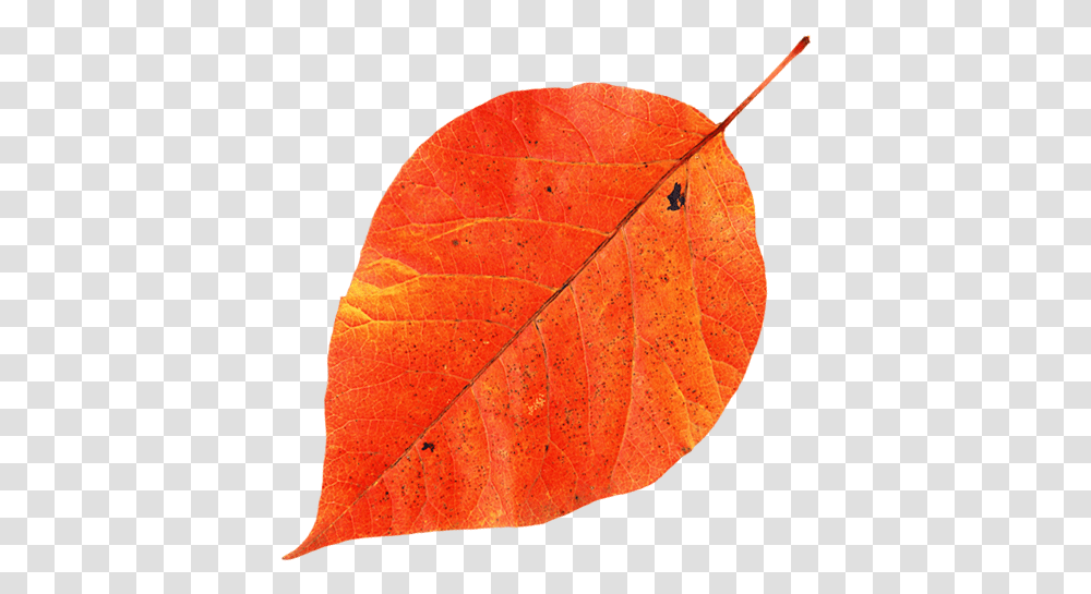 Krasnij List Osennij List Red Leaf Autumn Leaf Autumn, Plant, Veins, Tree, Tennis Ball Transparent Png