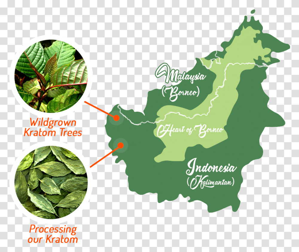 Kratom Borneo Rainforest Map, Vegetation, Plant, Green, Plot Transparent Png