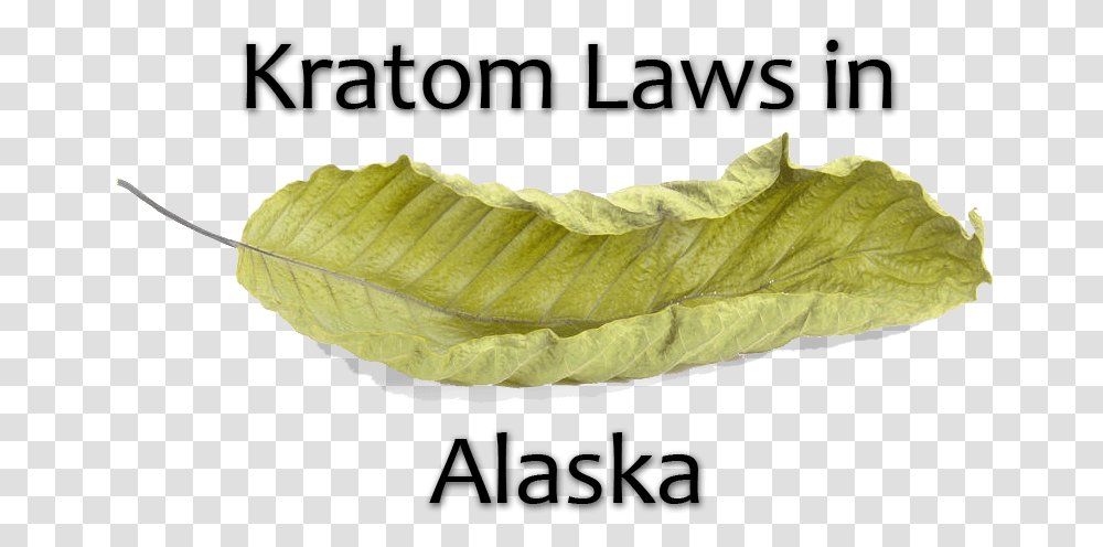 Kratom Laws In Alaska Sadness, Leaf, Plant, Annonaceae, Tree Transparent Png