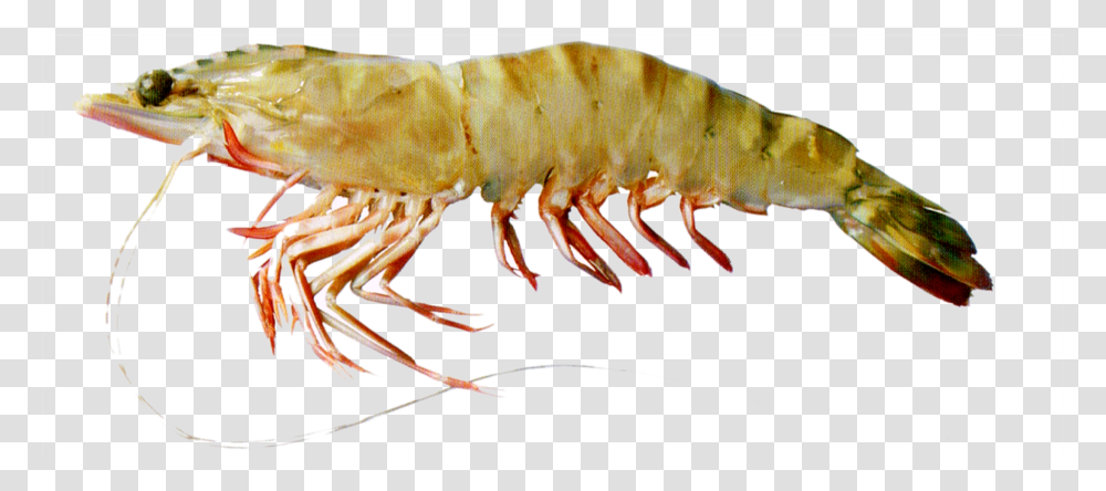 Krill, Shrimp, Seafood, Sea Life, Animal Transparent Png