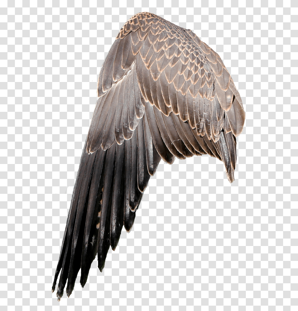 Krilya Ptici, Eagle, Bird, Animal, Vulture Transparent Png