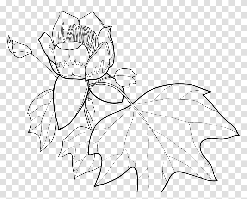 Ks Ccx Tulip Free Picture Line Drawing Of Tulip Poplar, Gray, World Of Warcraft Transparent Png