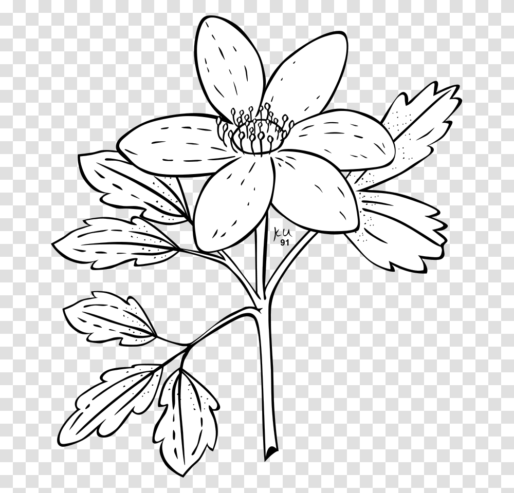 Ku Anemone Piperi Clip Arts For Web Clip Arts Free Jasmine Flower Clipart Black And White, Plant, Blossom, Lily, Stencil Transparent Png
