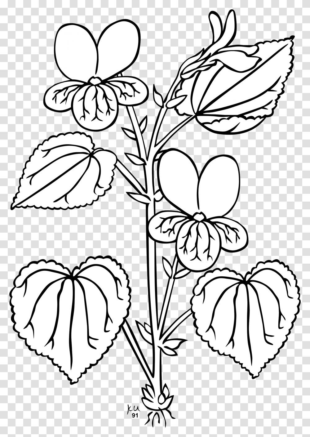 Ku Viola Glabella Clip Arts Parts Of The Plant Outline, Leaf, Stencil, Flower, Blossom Transparent Png