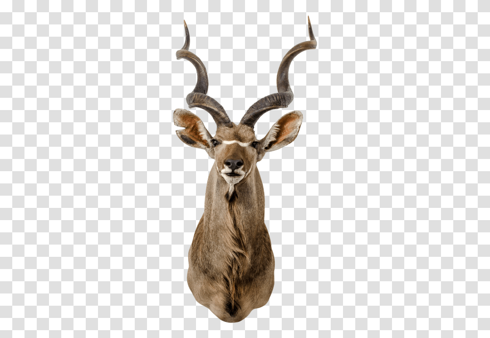 Kudu, Antelope, Wildlife, Mammal, Animal Transparent Png