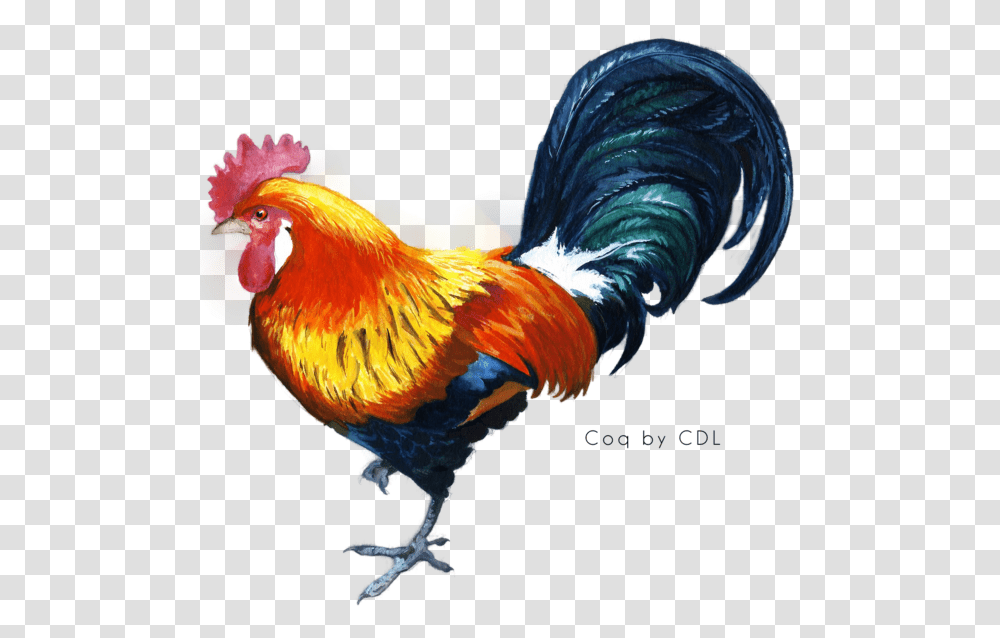 Kukkuta Sastra Chicken Star Vector Rooster Cock, Poultry, Fowl, Bird, Animal Transparent Png