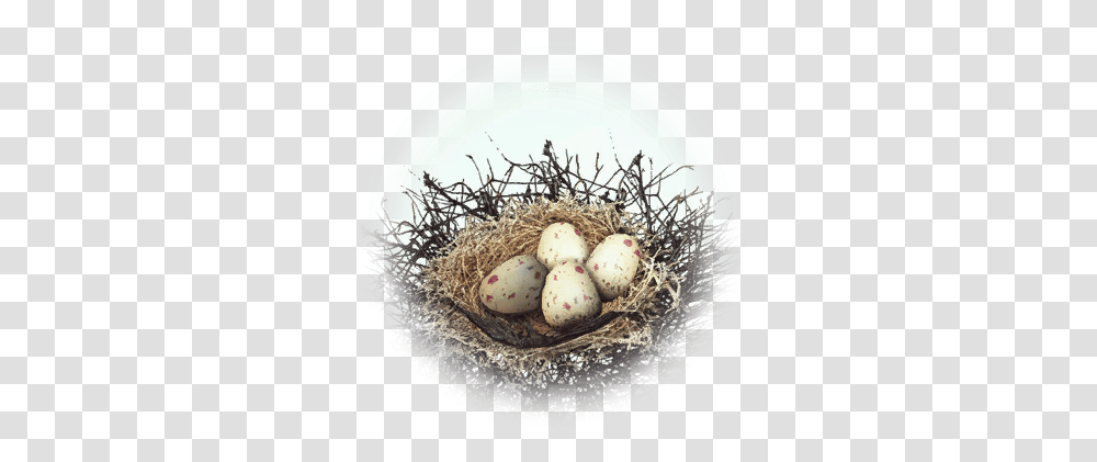 Kuku Bird Nest Bdo Codex Nest, Egg, Food Transparent Png