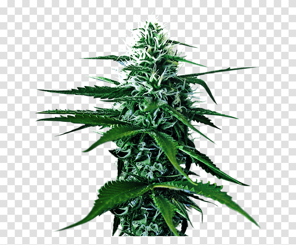 Kultur Kanna Cannabis Cultivation Farming And Growing Background Weed, Plant, Hemp, Vegetation, Bud Transparent Png