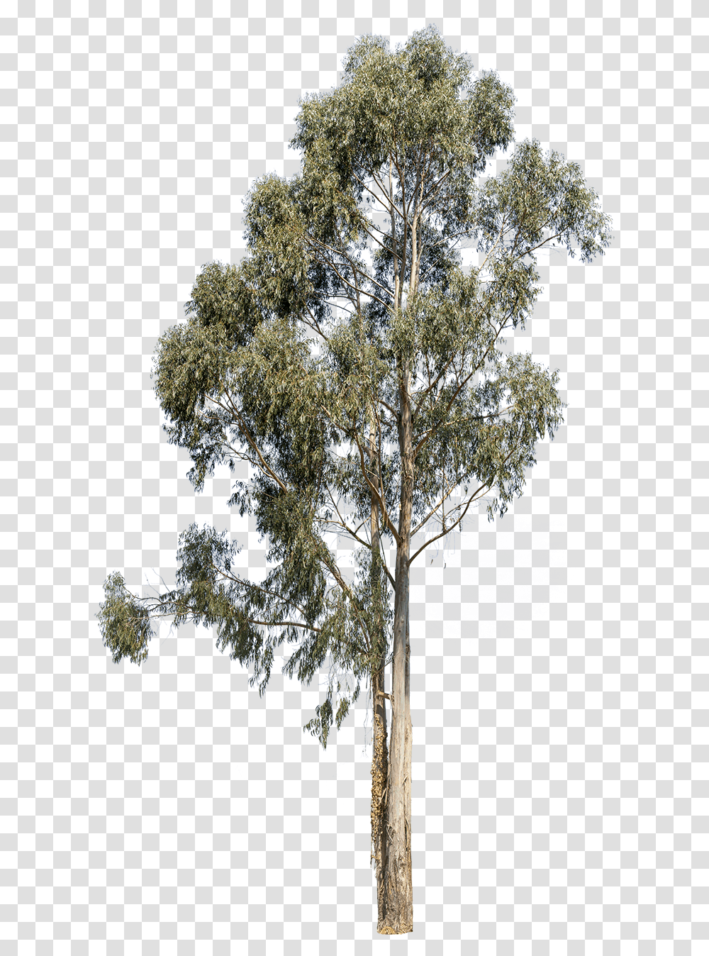 Kumquat Clipart Eucalyptus Tree, Plant, Ice, Outdoors, Nature Transparent Png