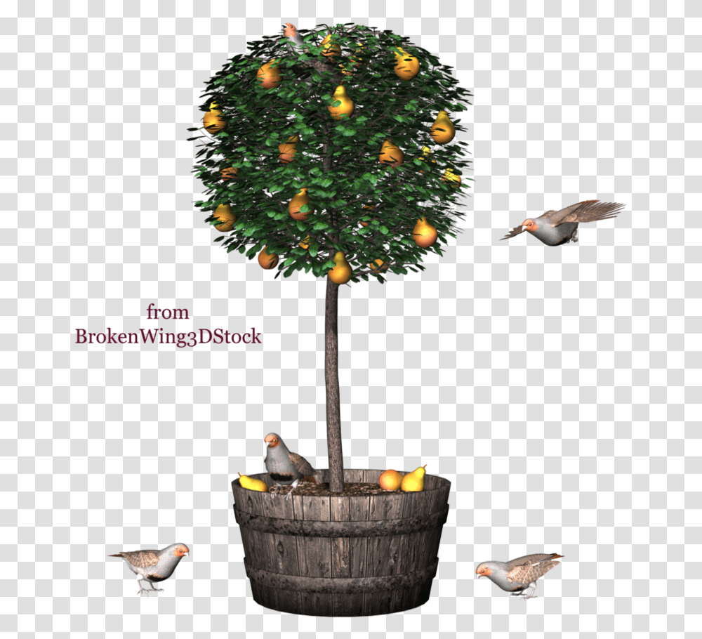 Kumquat Tree, Bird, Animal, Plant, Flying Transparent Png