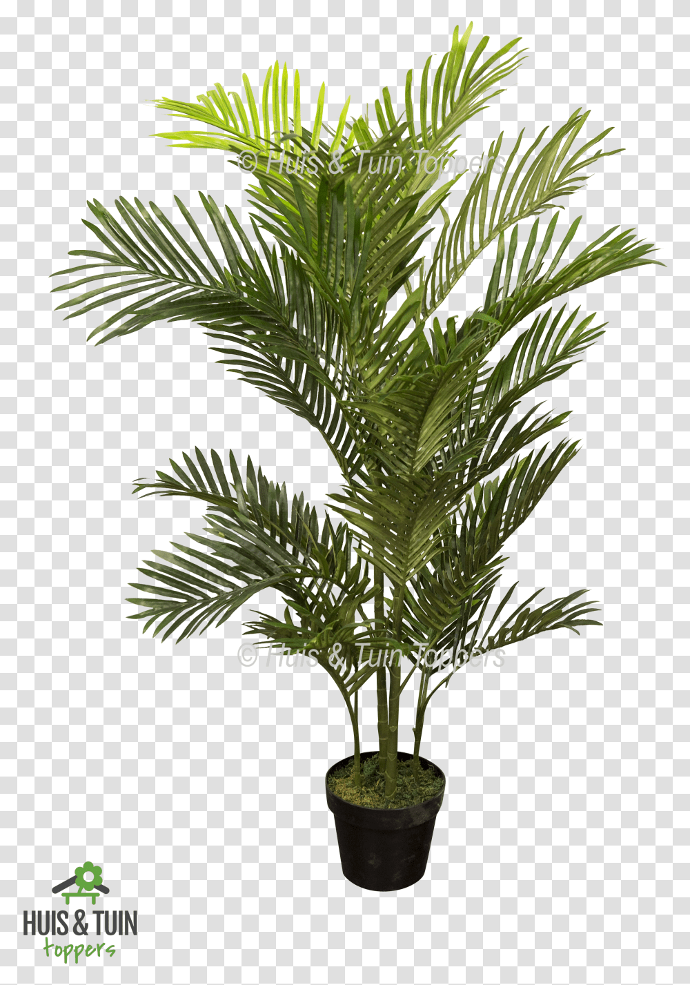 Kunstplant Areca Palm Pond Pine Transparent Png