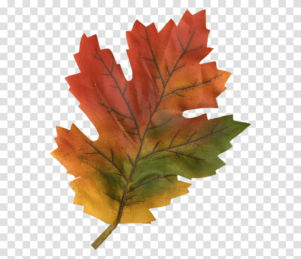 Kuru Yaprak, Leaf, Plant, Tree, Maple Leaf Transparent Png