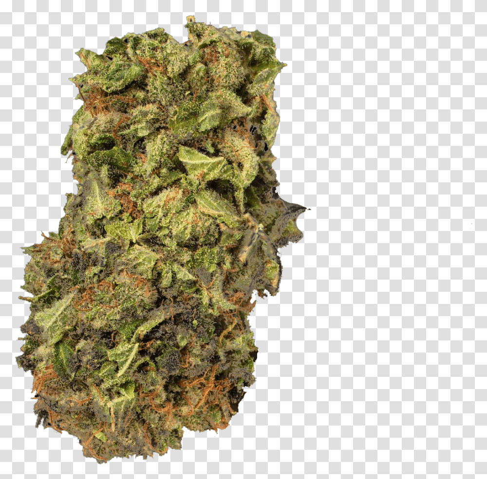 Kush Medical Cannabis Cannabis Sativa Project Mkultra Kush, Plant, Weed, Pineapple, Fruit Transparent Png