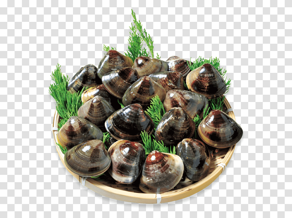 Kuwana S Famous Hamaguri Clams Are Known For Their Clam, Seashell, Invertebrate, Sea Life, Animal Transparent Png