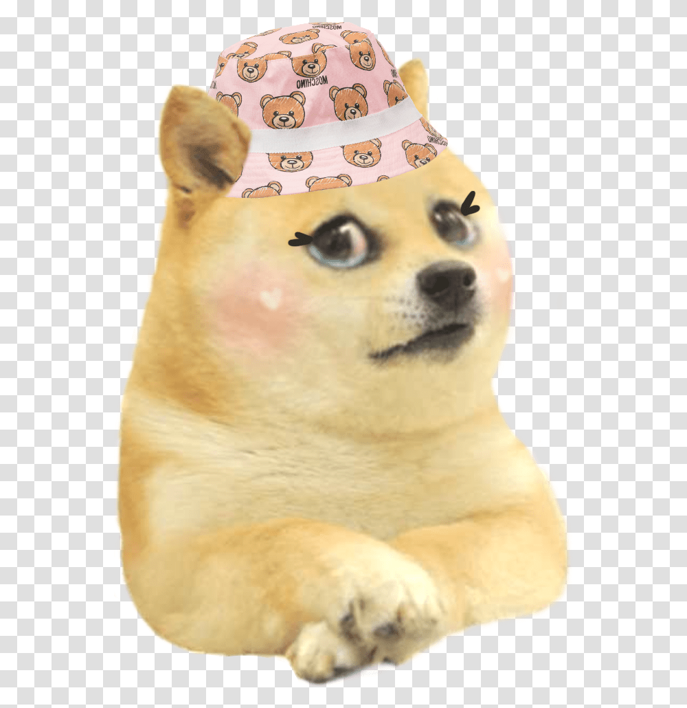 Kyle Doge, Apparel, Mammal, Animal Transparent Png