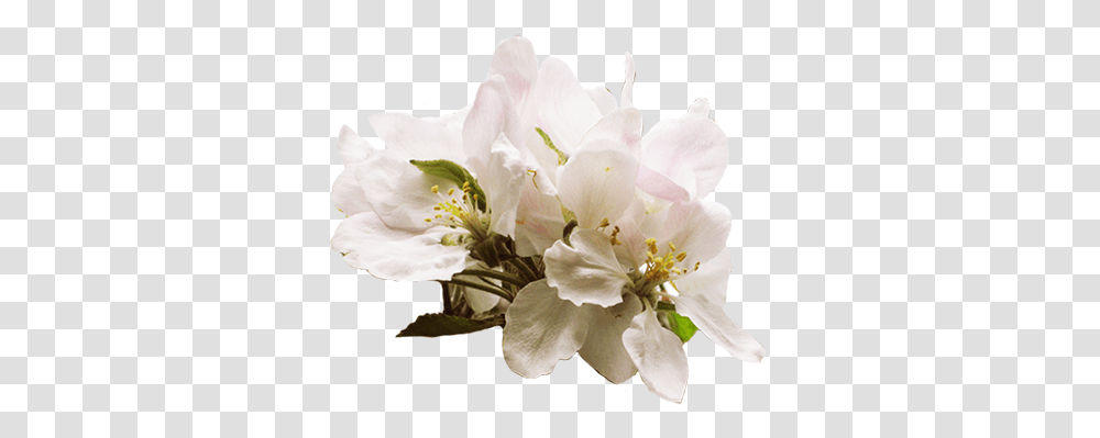 Kz Haley Robbins Image Cherry Blossoms In Spring Apple Tree Flower, Plant, Geranium, Pollen, Petal Transparent Png
