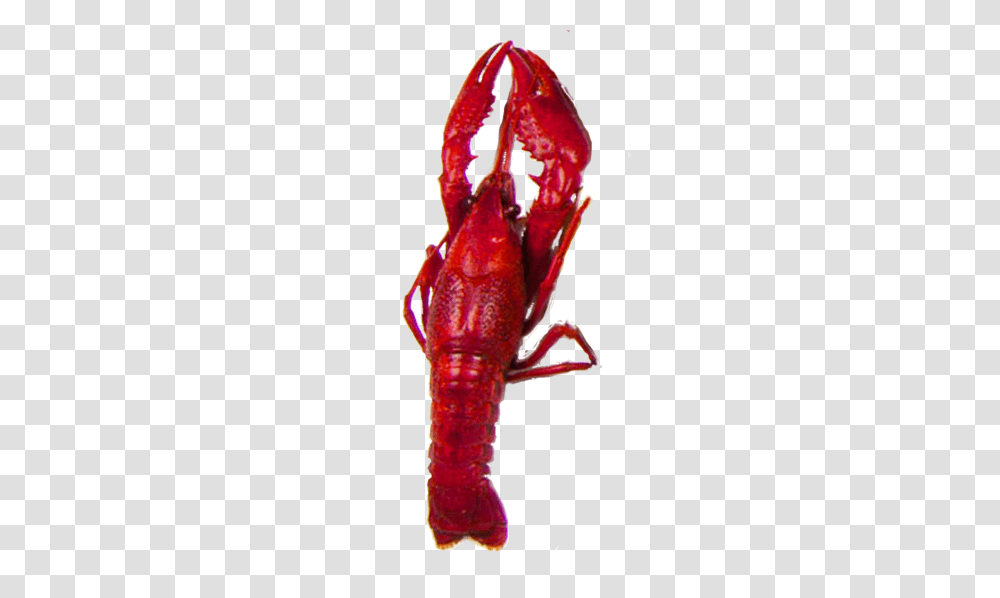 L A Boil Seafood Waterloo L A Boil Seafood, Sea Life, Animal, Crawdad, Lobster Transparent Png