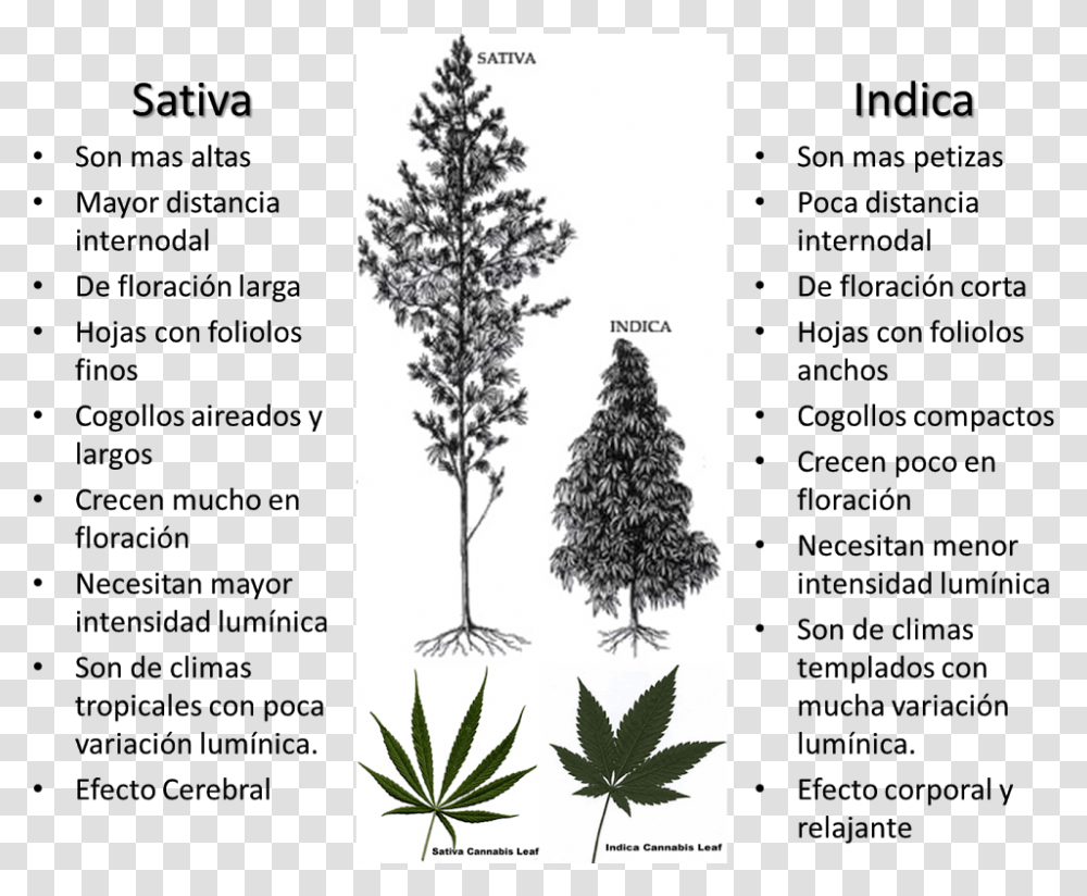 La De Plantas Hemp Bud Vs Weed Bud, Tree, Christmas Tree, Ornament Transparent Png