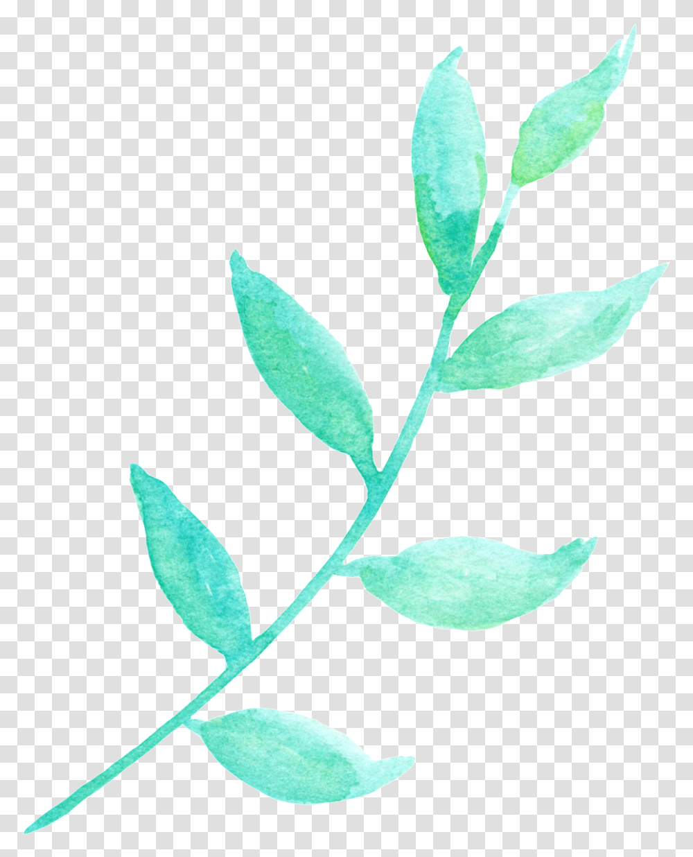 La Luz Del Sol Y La Hoja Verde Cartoon Transparente Flower, Leaf, Plant, Green, Blossom Transparent Png