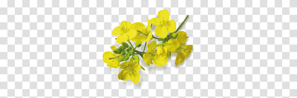 La Moutarderie Edmond Fallot Mustard Seed Flower, Plant, Food, Blossom, Pollen Transparent Png