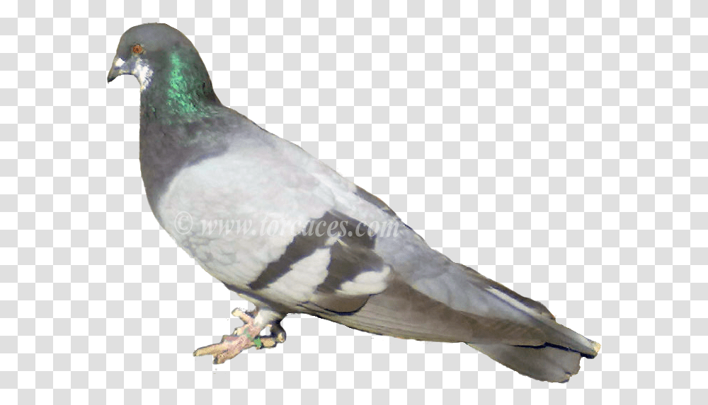 La Paloma Ternano Con Barras Columba Oliviae Paloma Somal, Bird, Animal, Dove, Pigeon Transparent Png
