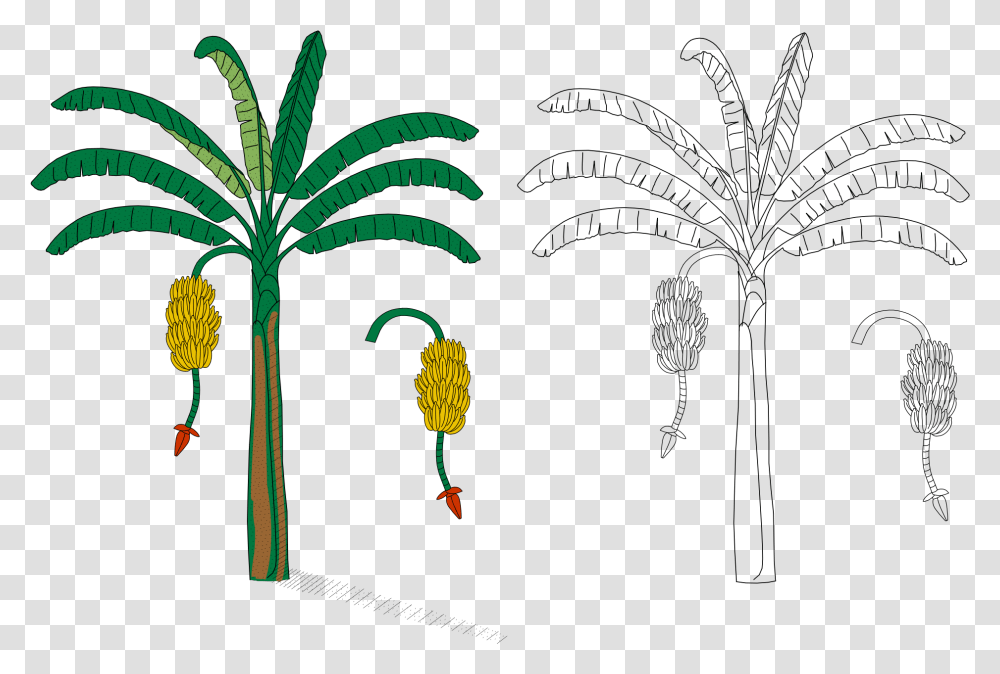 La Planta De Cambur Download Banana Heraldry, Tree, Palm Tree, Arecaceae, Flower Transparent Png