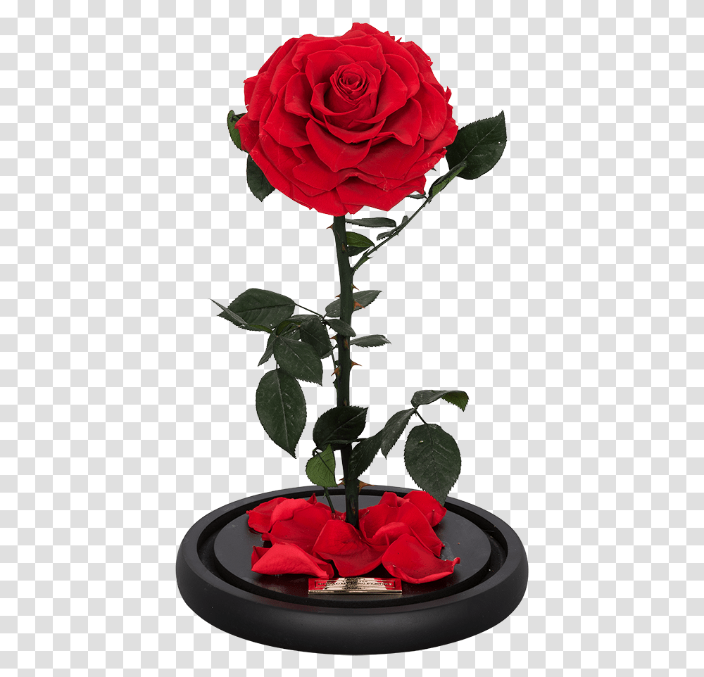 La Rose Single Red, Plant, Flower, Blossom, Jar Transparent Png