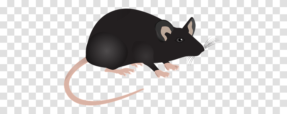 Lab Mouse Technology, Animal, Mammal, Rodent Transparent Png