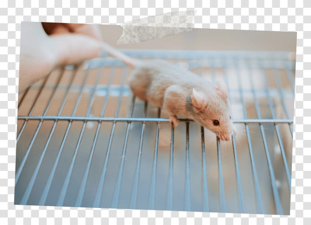 Lab Mouse Laboratory Mouse, Mammal, Animal, Pet, Rodent Transparent Png
