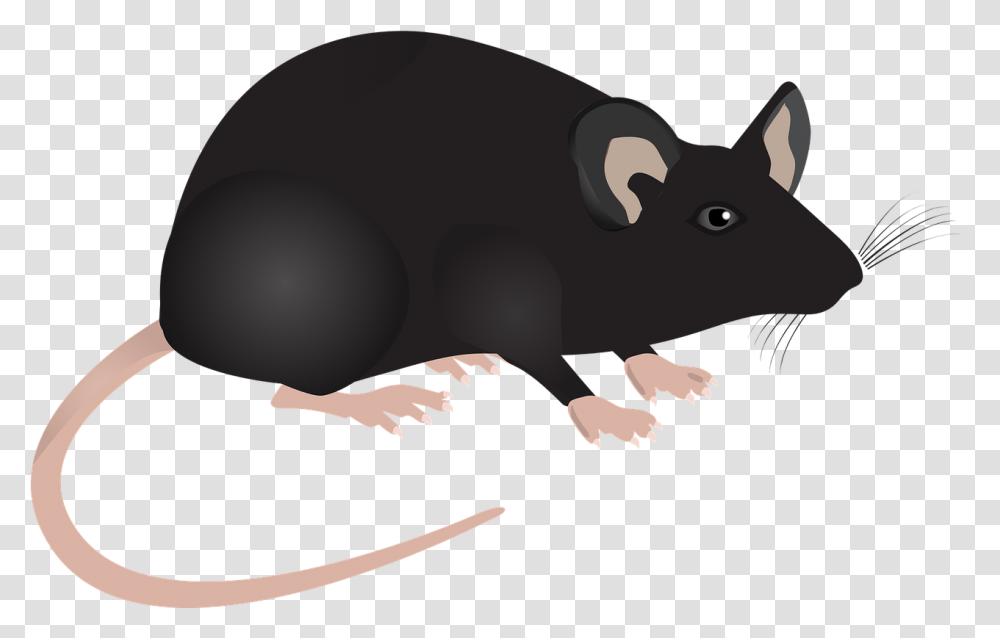 Lab Mouse Science Ant And Mouse Story, Animal, Mammal, Rodent, Rat Transparent Png