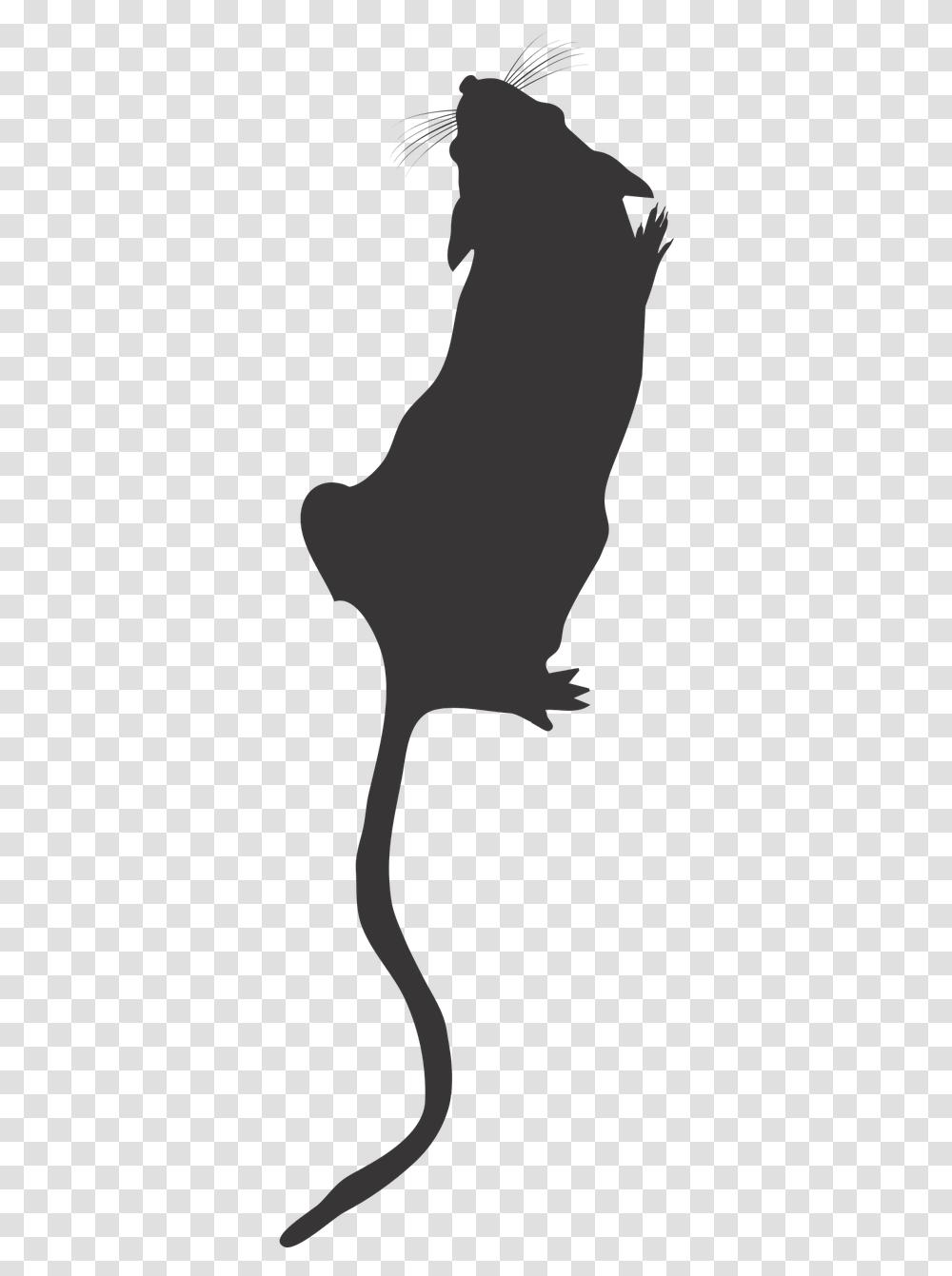 Lab Mouse Top View Mouse Silhouette Lab Mouse Icon Rat Silhouette Top View, Plant, Person, Human, Animal Transparent Png