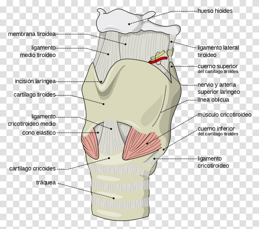Label The Features Of The Larynx Region, Apparel, Arm, Brace Transparent Png