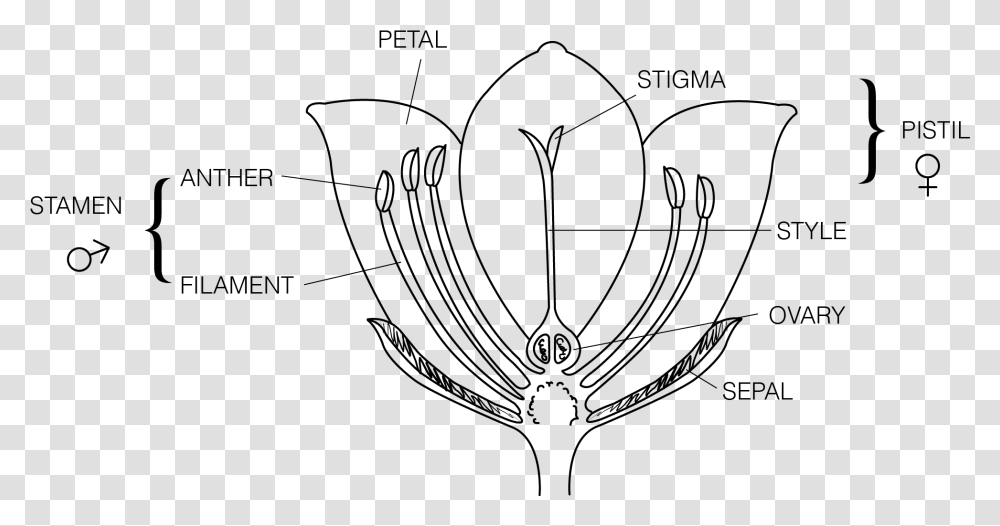 Label The Parts Of A Flower, Gray, World Of Warcraft Transparent Png