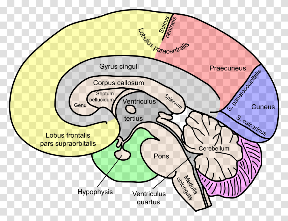 Labeled Map Of Brain, Outdoors, Nature Transparent Png