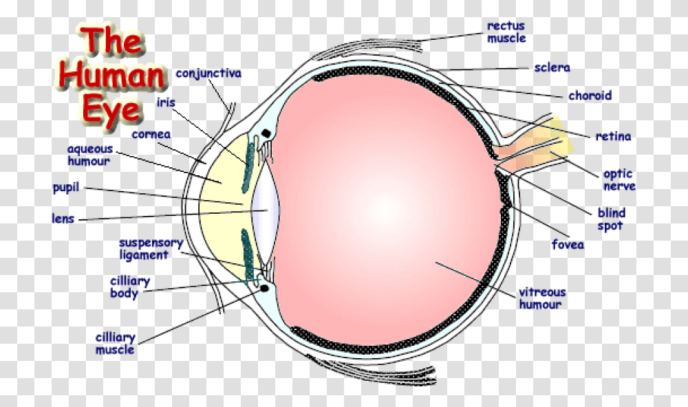 Labelled Diagram Of Human Eye Download Label A Human Eye, Sunglasses, Accessories, Accessory, Sphere Transparent Png