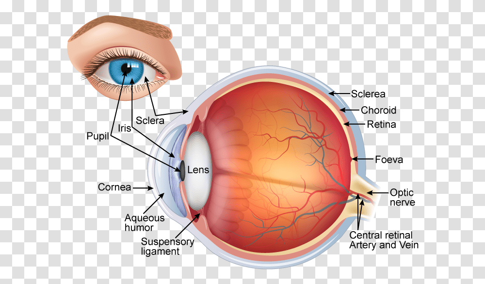 Labelled Diagram Of Human Eye, Helmet, Apparel, Plot Transparent Png