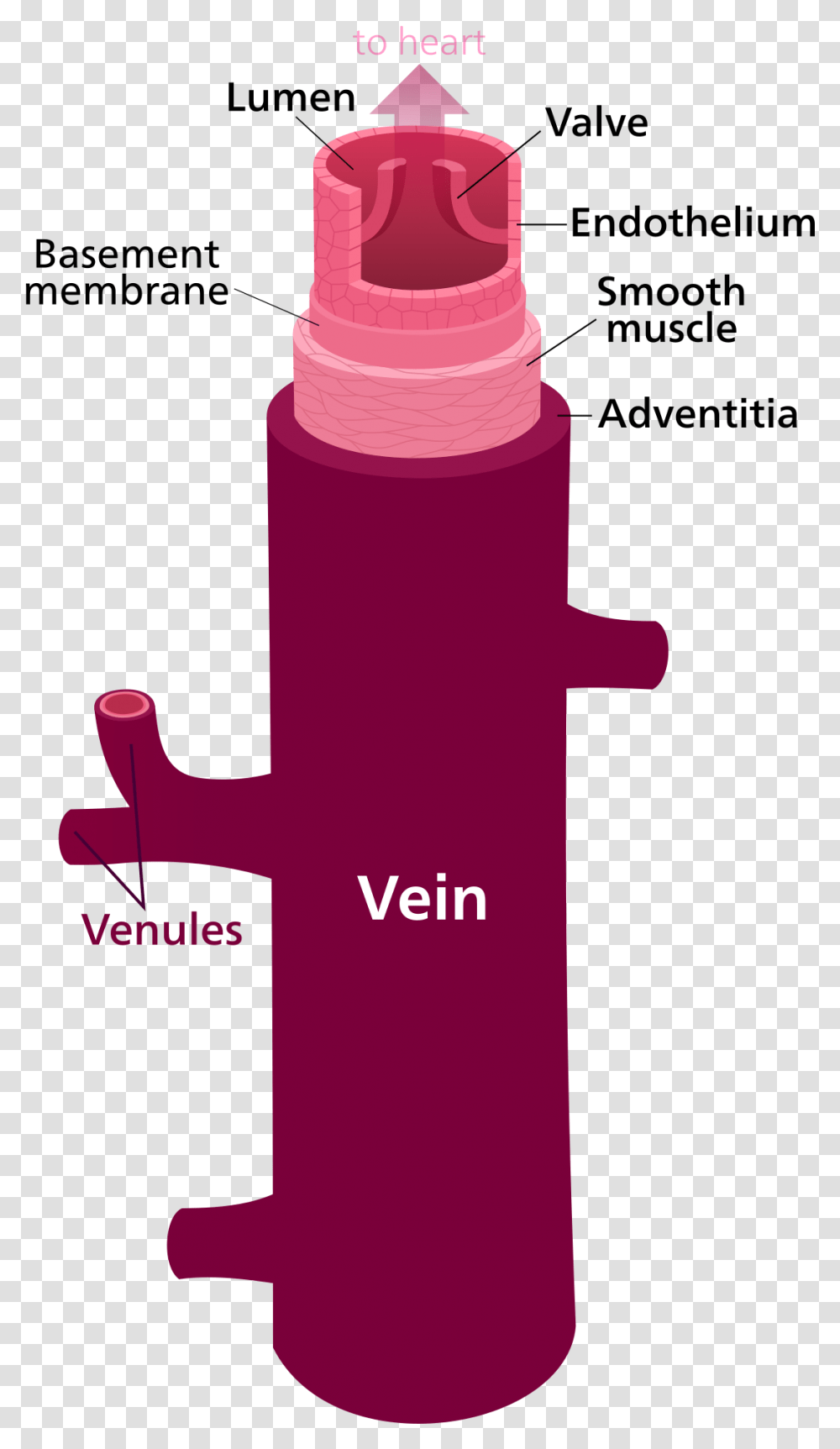 Labelled Diagram Of The Blood Vessels, Hydrant, Fire Hydrant, Wedding Cake, Dessert Transparent Png