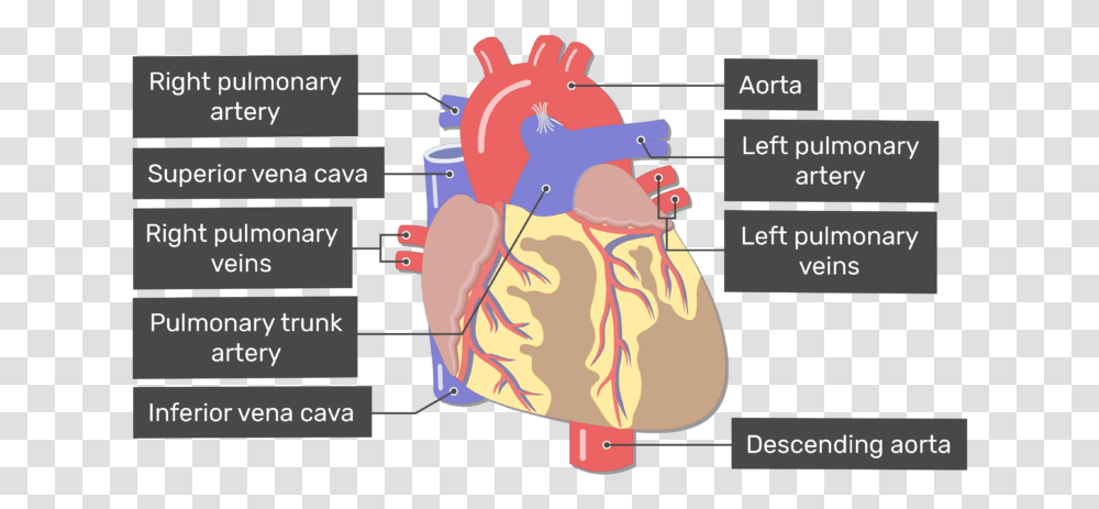 Labelled Image Of The Anterior View Of The Major Blood Heart Major Blood Vessels, Plot, Diagram, Bag Transparent Png
